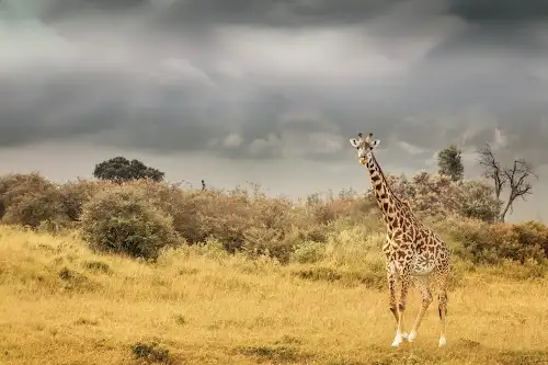 Reserva Nacional Maasai Mara