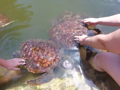 Estanque de Conservación de Tortugas Marinas de Mnarani