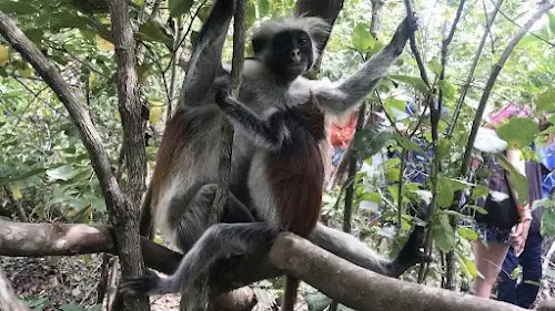 Bosque de Jozani
