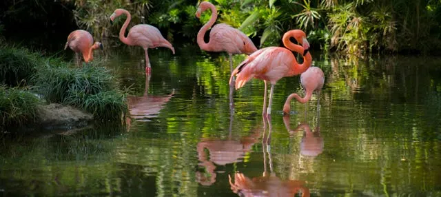 Tour panorámico por Cali + Zoológico