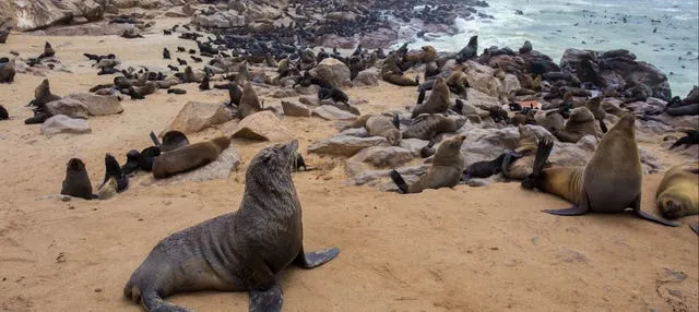 Reserva de leones marinos de Cape Cross