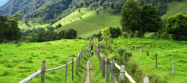 Senderismo por el valle de Cocora