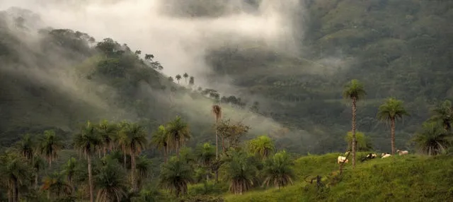 Senderismo por el Bosque Nuboso de Monteverde