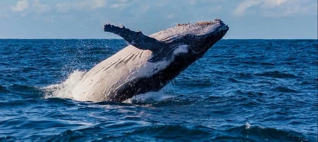 Avistamiento de ballenas en Sídney