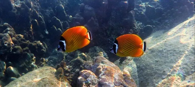 Snorkel en Koh Tao