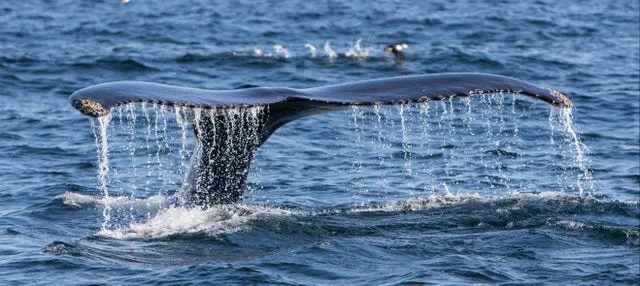 Avistamiento de ballenas en el estrecho de Magallanes