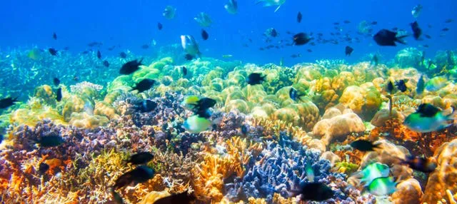 Excursión a los barcos hundidos y el arrecife de coral