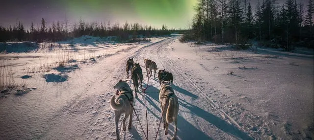 Paseo en trineo de renos bajo la aurora boreal