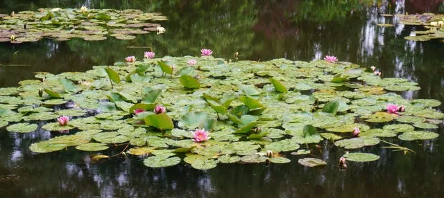 Excursión a la Casa de Monet en Giverny