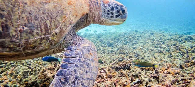 Buceo en Koh Tao