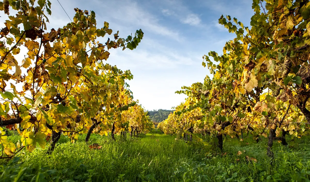 Visita Bodega Priorato Razamonde