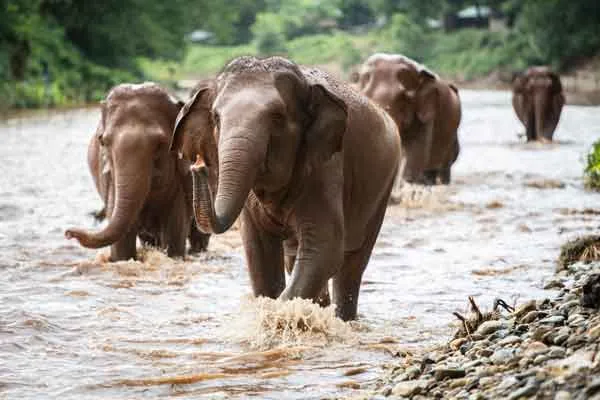 Elephant Nature Park