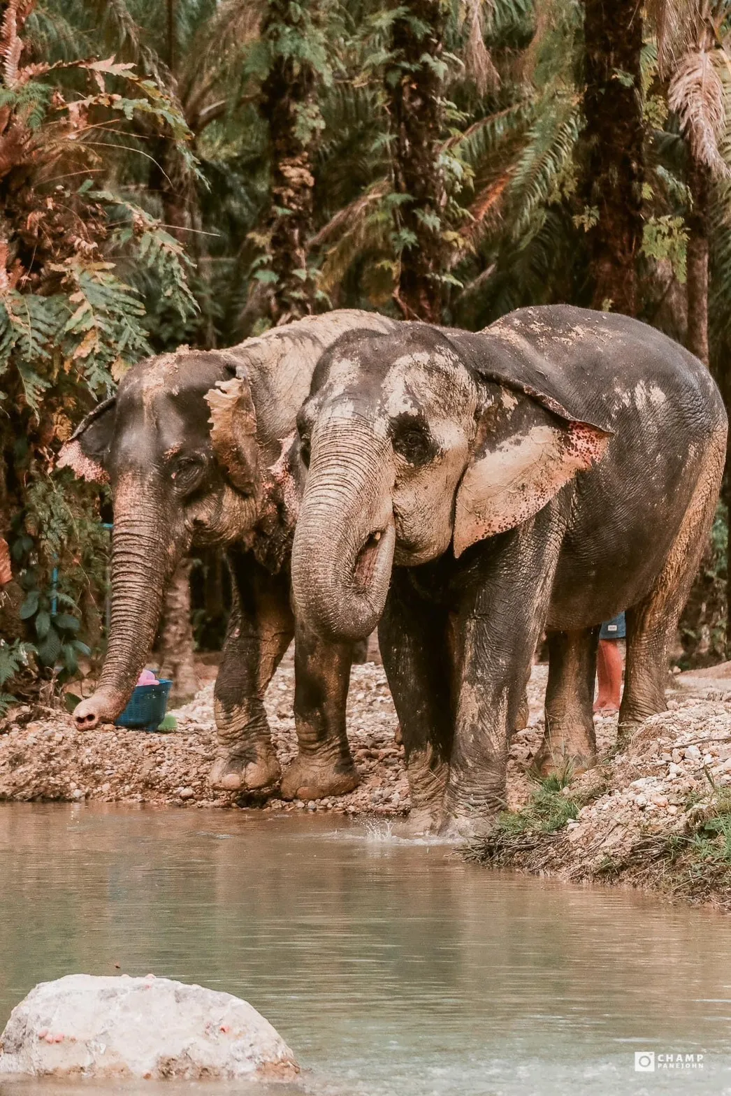 Visita a the Elephant Sanctuary Krabi
