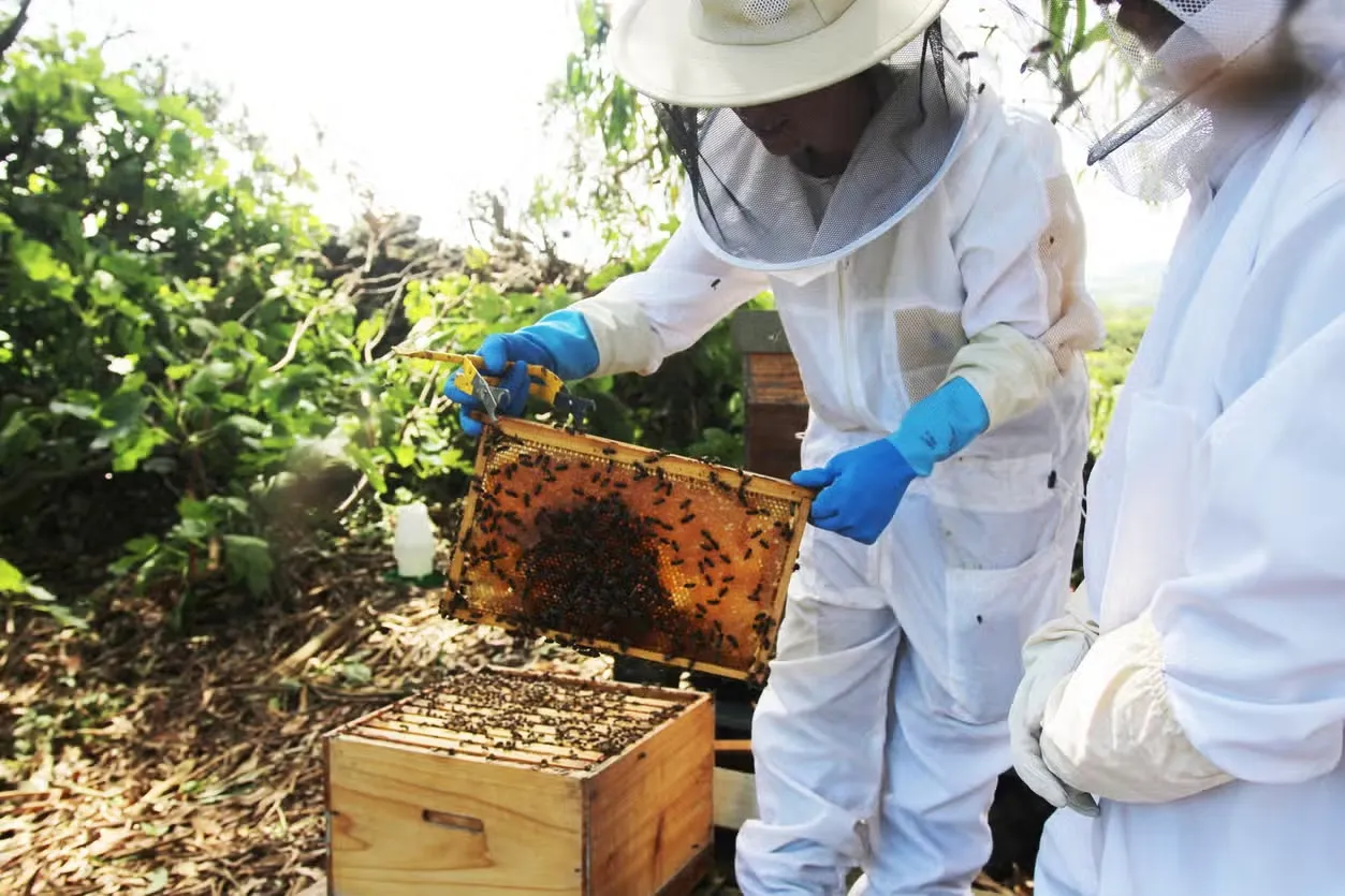 Visita a la granja de abejas Apiário Margaridas