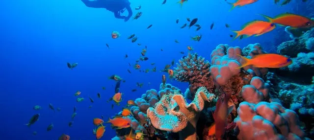 Bautismo de buceo en el Mar Rojo