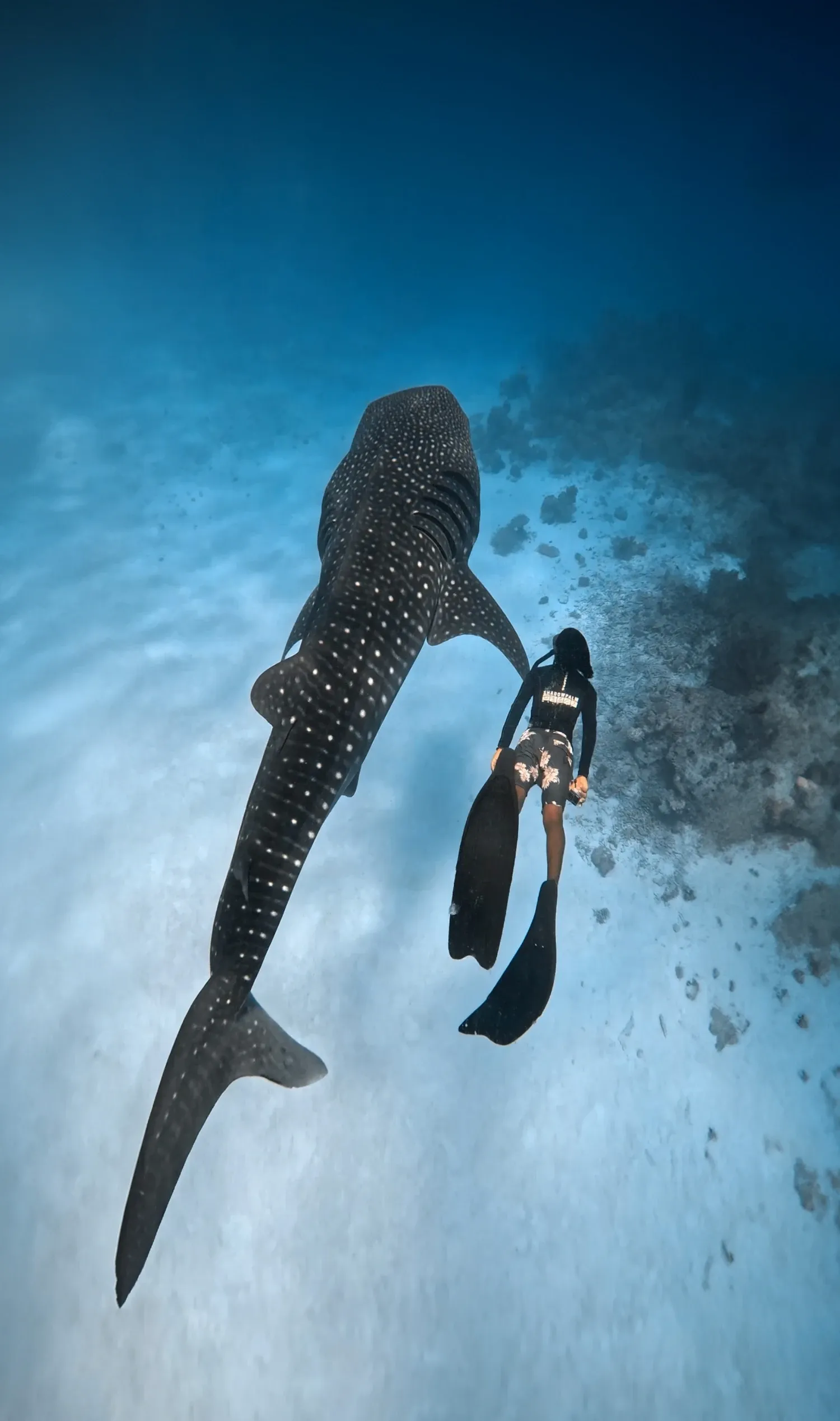 Expedición del Tiburón Ballena