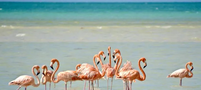 Excursión a la isla Holbox