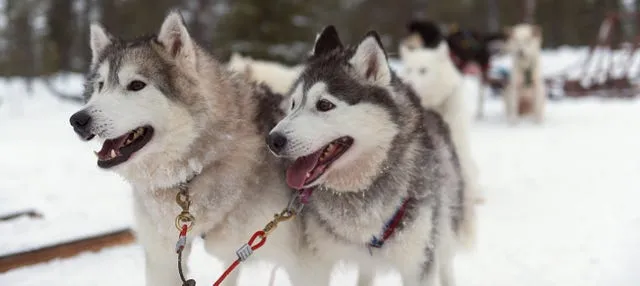 Paseo en trineo de perros husky