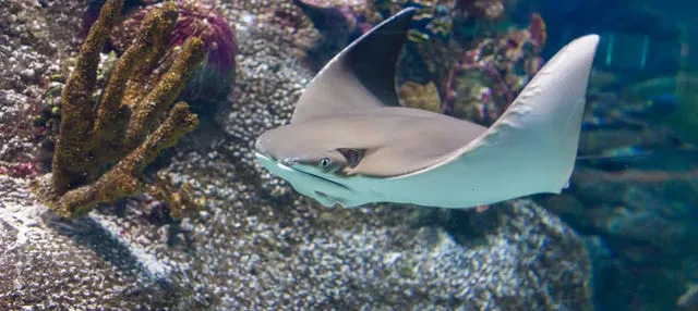Entrada a SEA LIFE® Melbourne