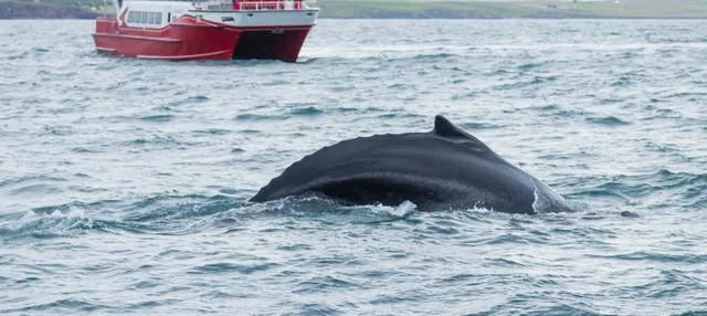 Avistamiento de ballenas en Akureyri