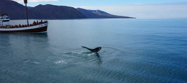 Avistamiento de ballenas en Húsavík