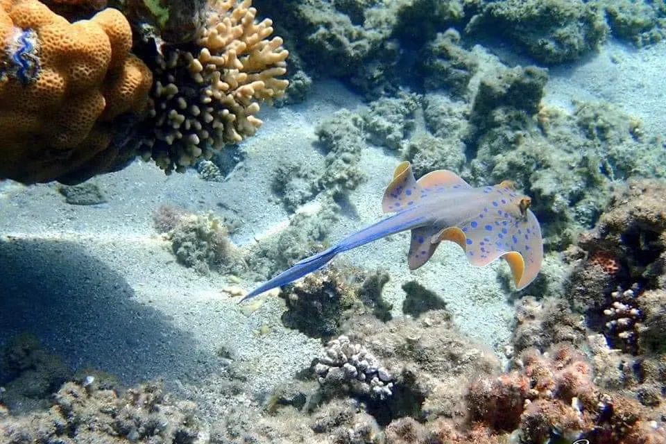 Excursión a Isla Utopía