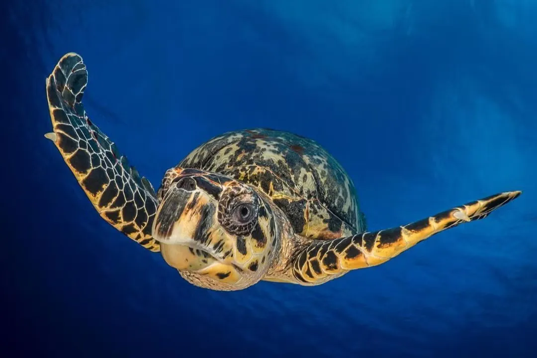 Bautismo de buceo