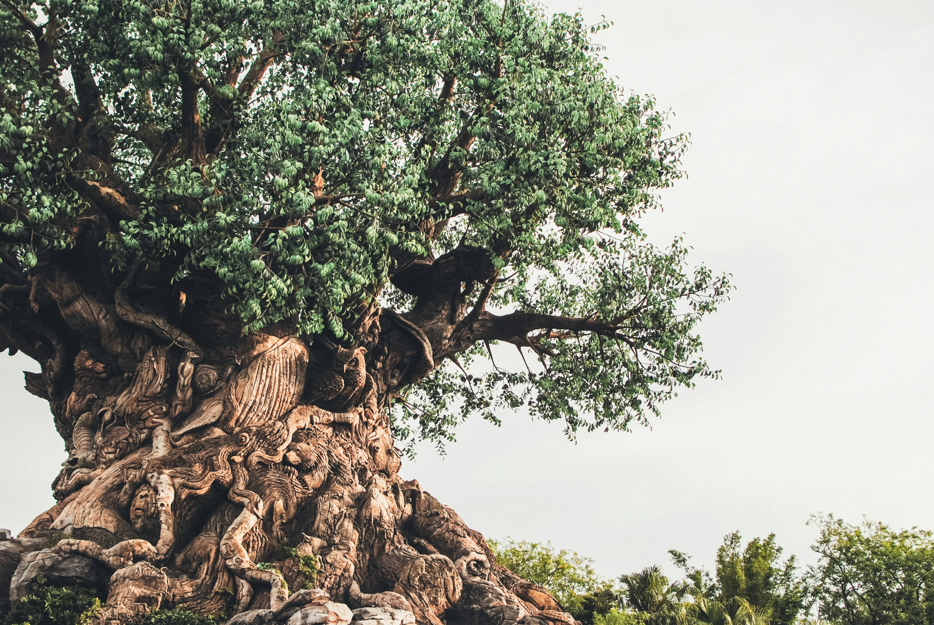 Entrada a Disney's Animal Kingdom Park