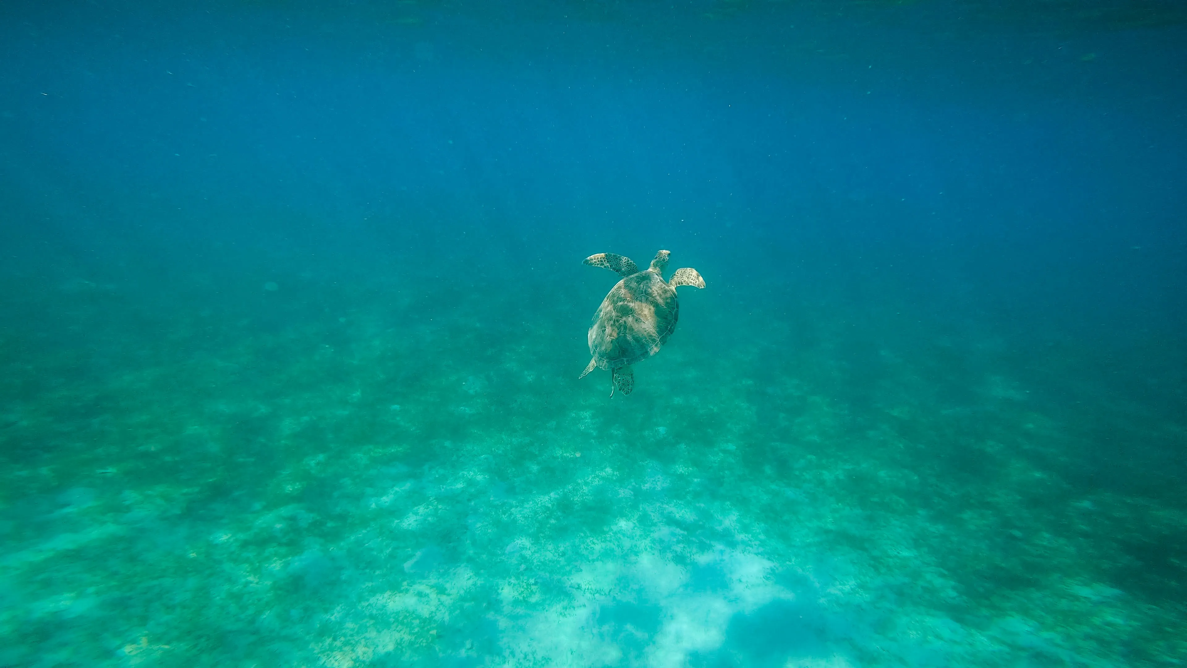 Snorkeling con tortuga y estatua en Gilis