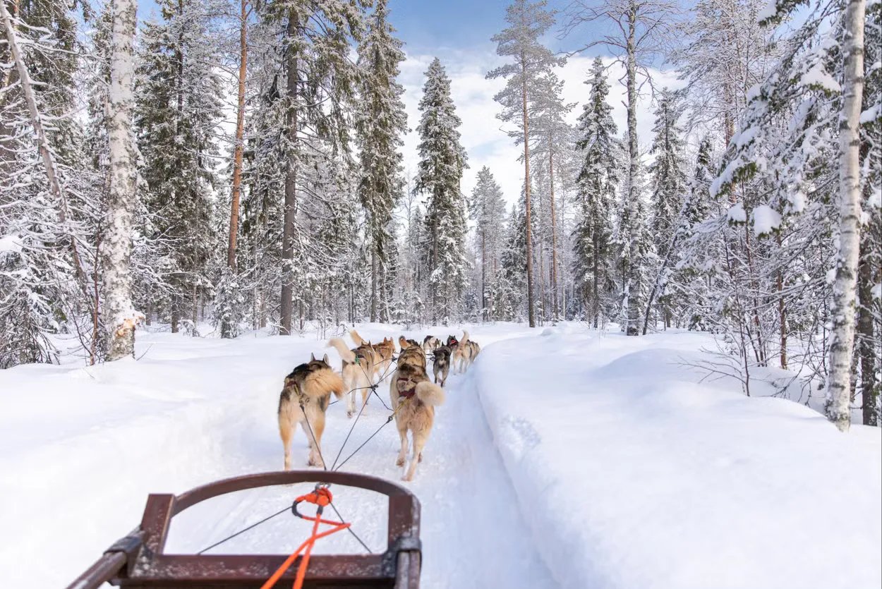 Paseo en trineo con perros husky