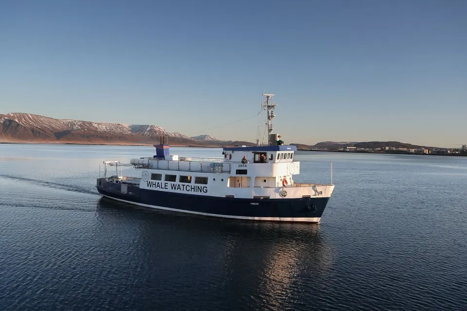 Excursión en barco + avistamiento ballenas y otra fauna marina