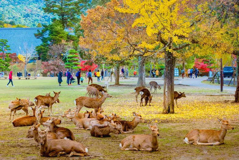 Excursión a Nara y Arashiyama con menú