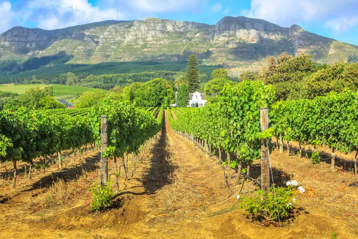 Tour privado de viñedos por Stellenbosch