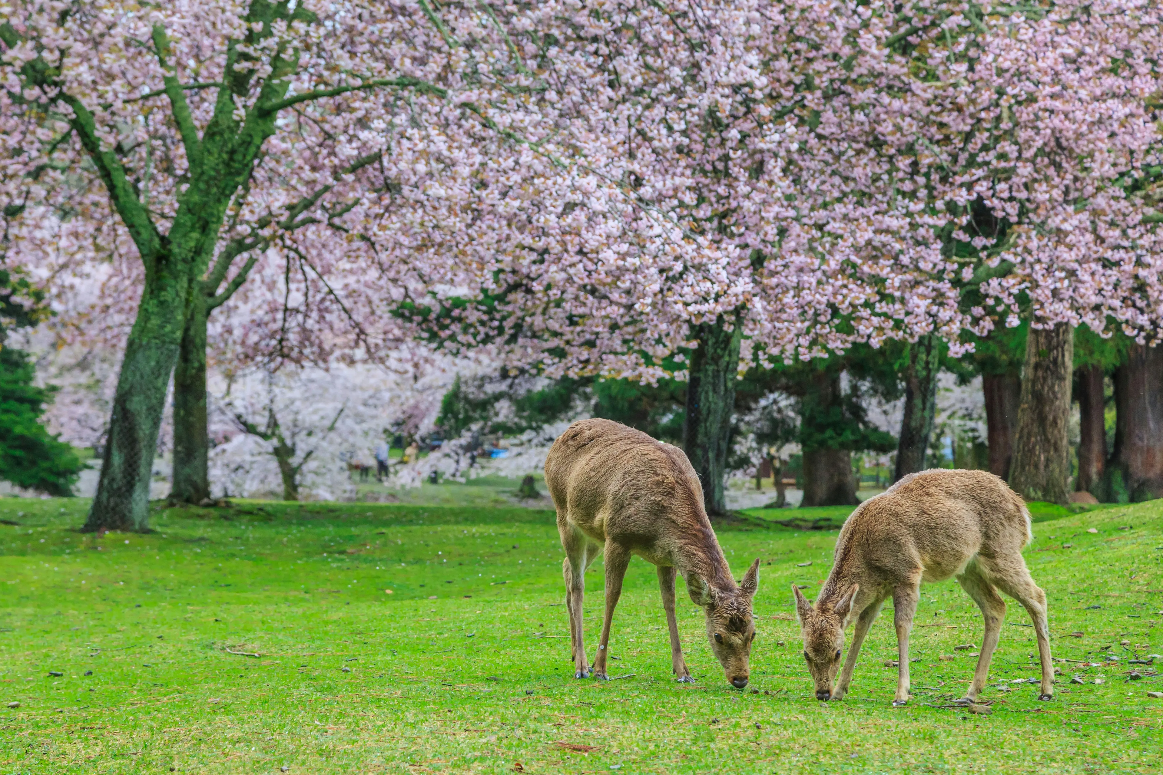 Excursión a Nara