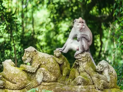Bosque de los Monos