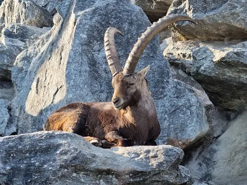 Zoológico Alpino de Innsbruck