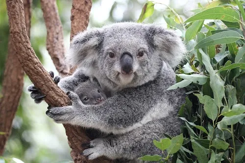 Santuario de Koalas Lone Pine