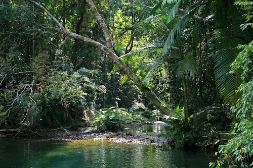 Selva Tropical de Daintree