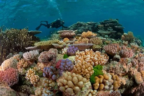 Gran Barrera de Coral