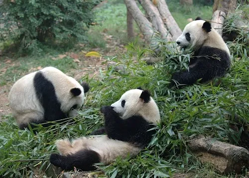 Base de investigación de Chengdu para la cría de pandas gigantes