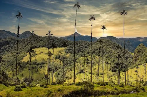 Valle de Cocora