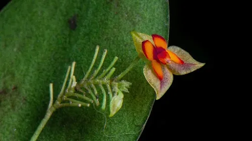Jardín de Orquídeas de Monteverde