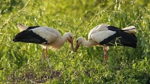 Centro de Reintroducción de Cigüeñas y Nutrias