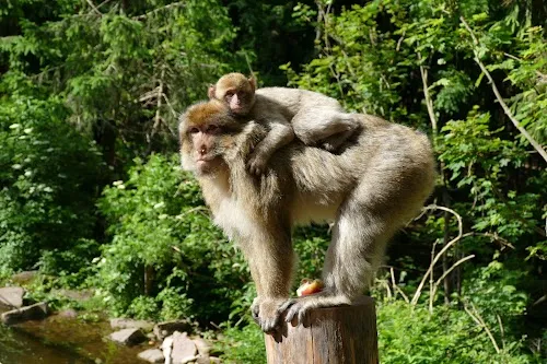La Montaña de los Monos