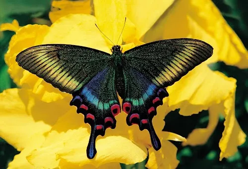 Jardín de las Mariposas