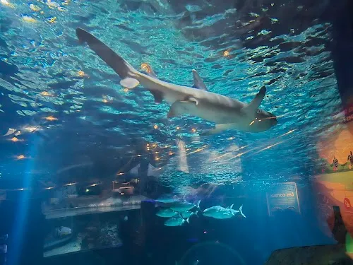 SEA LIFE Paris Val d'Europe