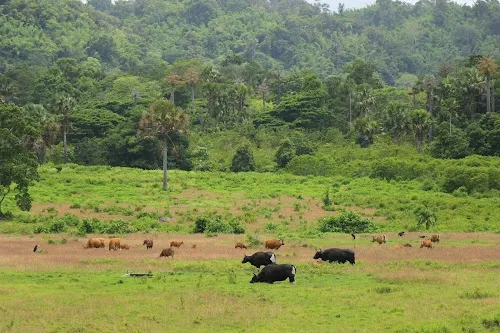 Parque Nacional Alas Purwo