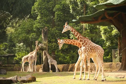 Taman Safari Indonesia