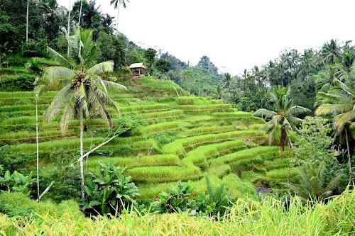 Terraza de Arroz Tegallalang