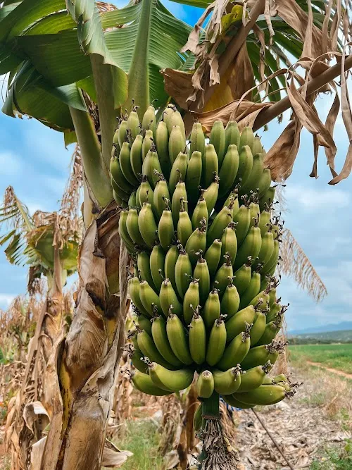 Plantaciones de Plátano